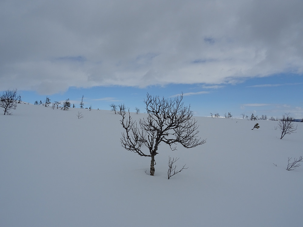 Fint skiterreng mot Karifjellet