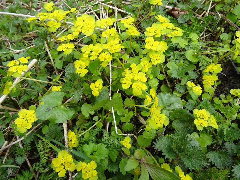 Ukjente blomster ved Gråelva