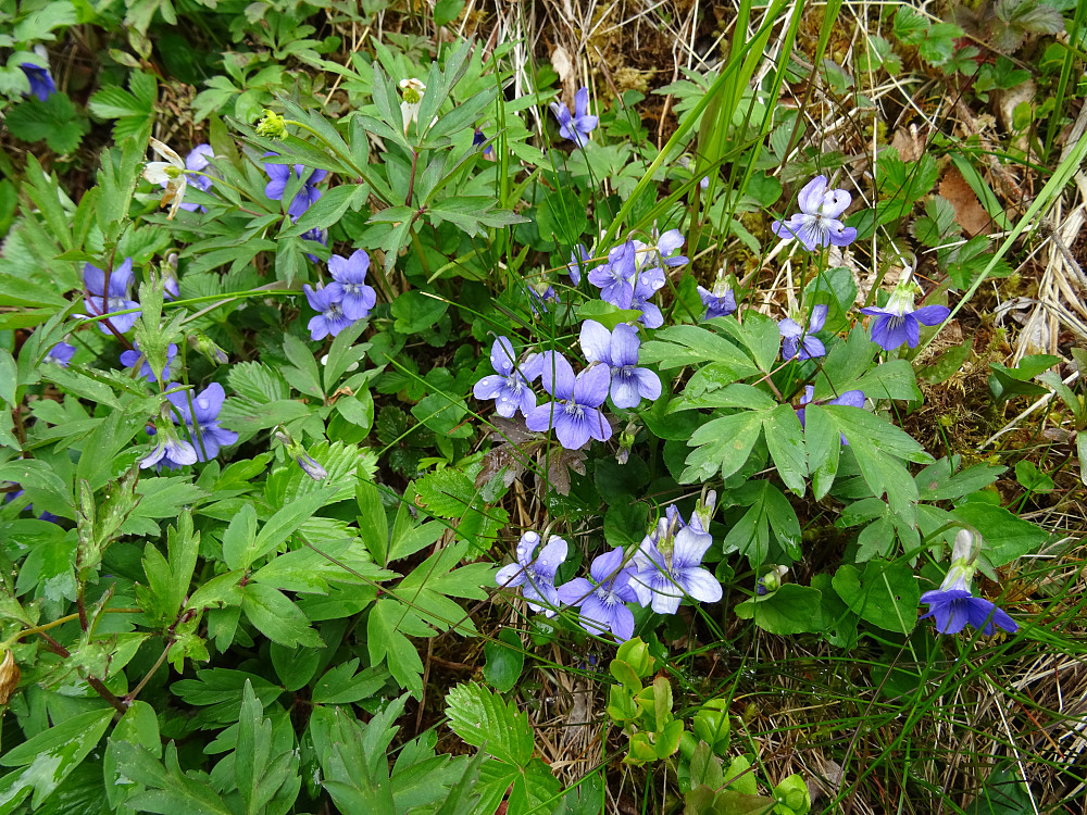 Vårblomster