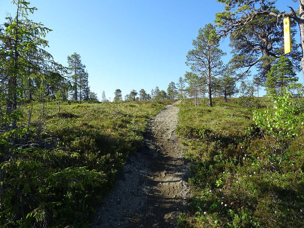 Godt merket ti på topp sti mot Svartberget