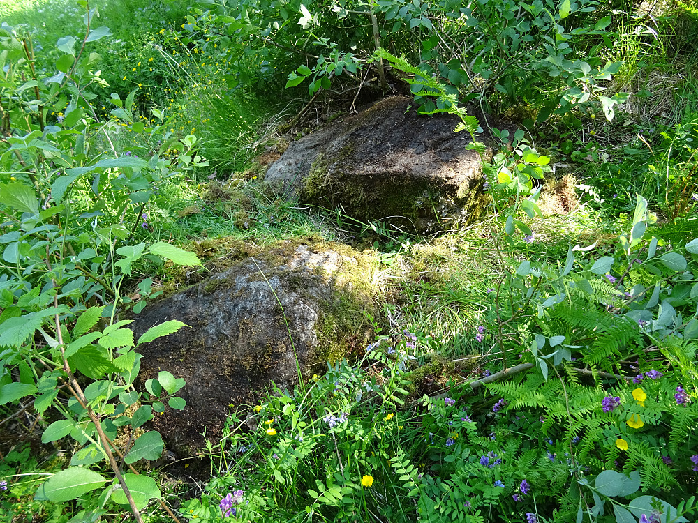 Jeg fant ingen spor etter høydebolten på disse steinene. Det er flere steiner rundt her. Nytt forsøk til høsten.