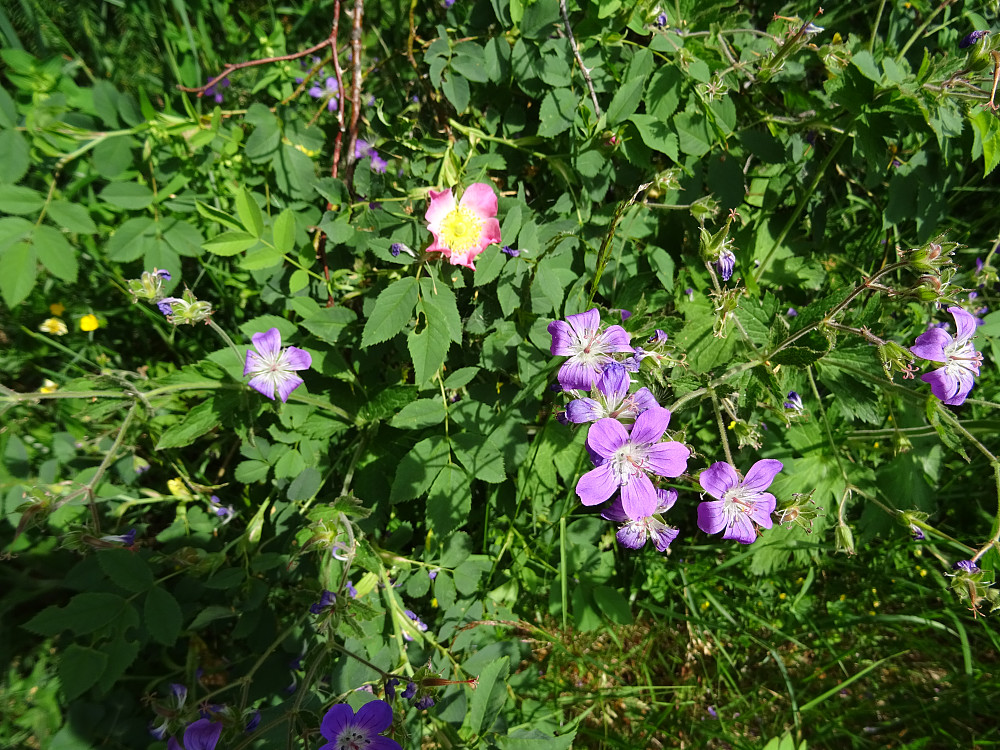 Rose og en annen sort blomster