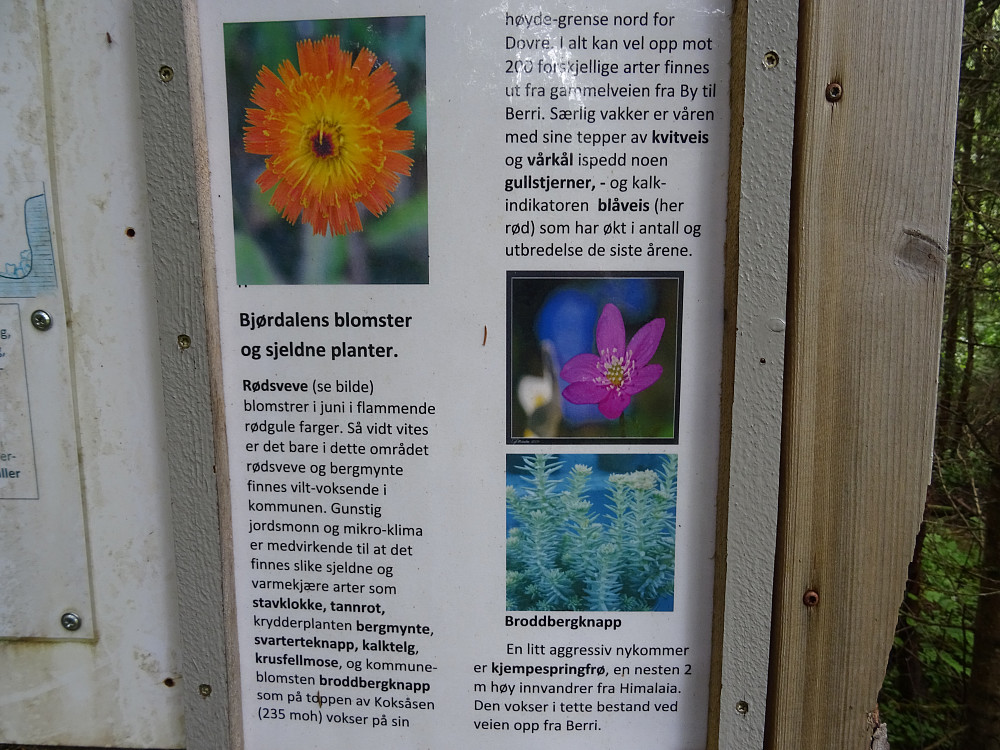 Info om blomster