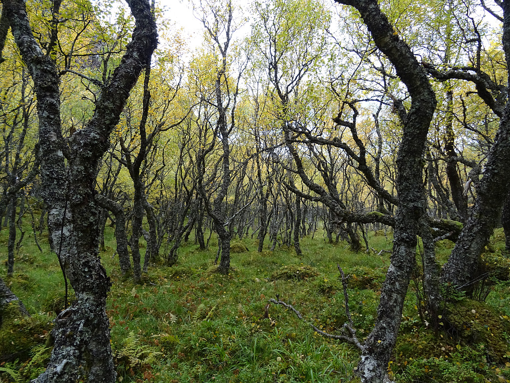 Flott bjørkeskog mellom Hånesvika og Estenvika
