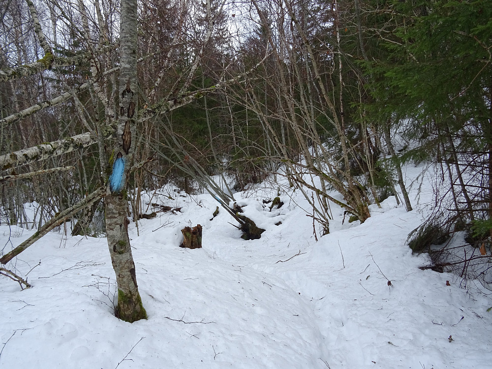 Blåmerket sti og noe skog på tur opp mot Høgberga