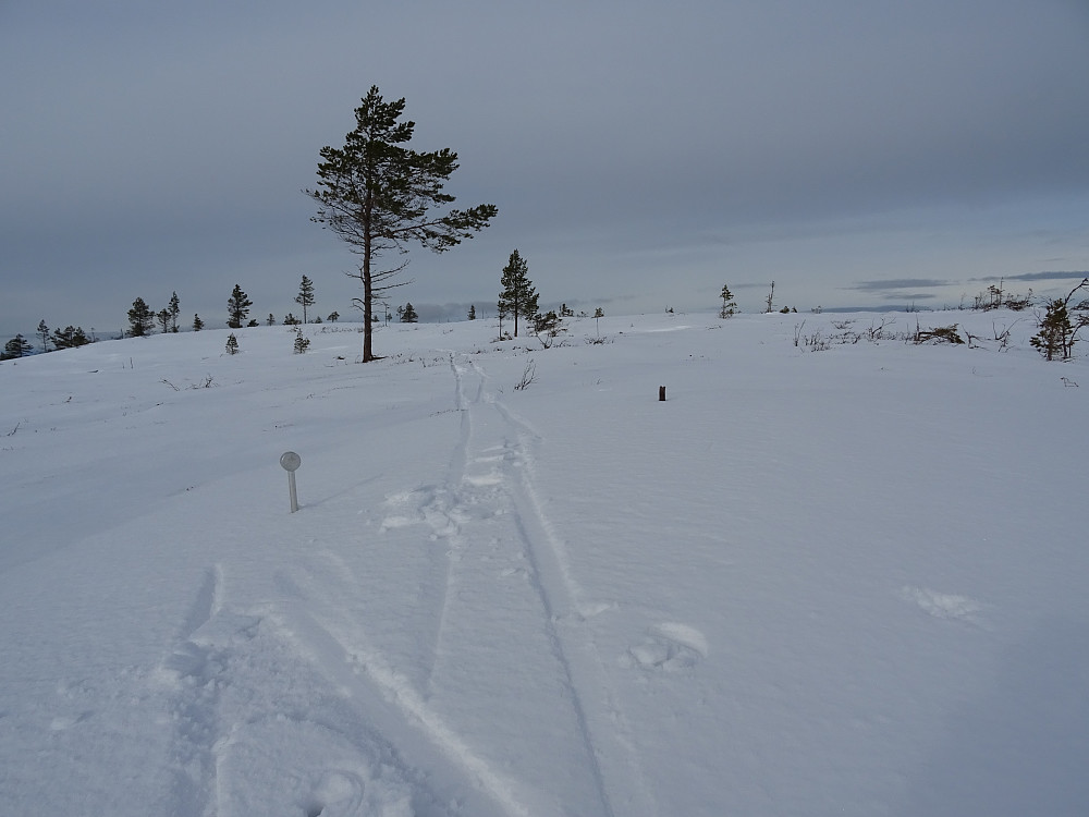 Trigpunkt nr H24T0144 150 meter fra høyeste punkt. Toppen i bakgrunnen