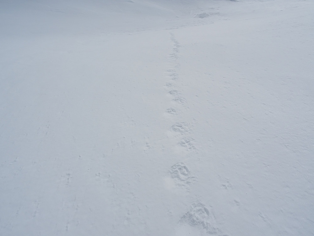 Jervespor i snøen mot Havdalsklumpen