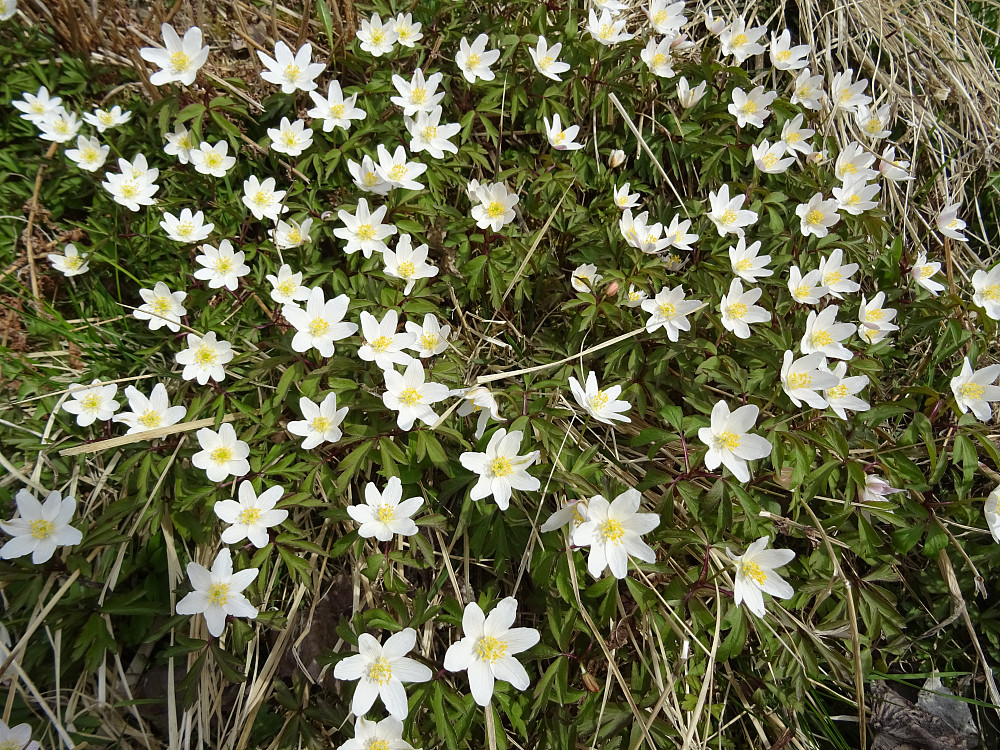 Hvitveisen blomstre