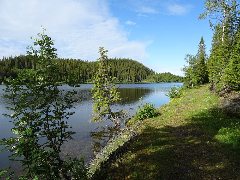 Flott turvei langs Skardsjøen