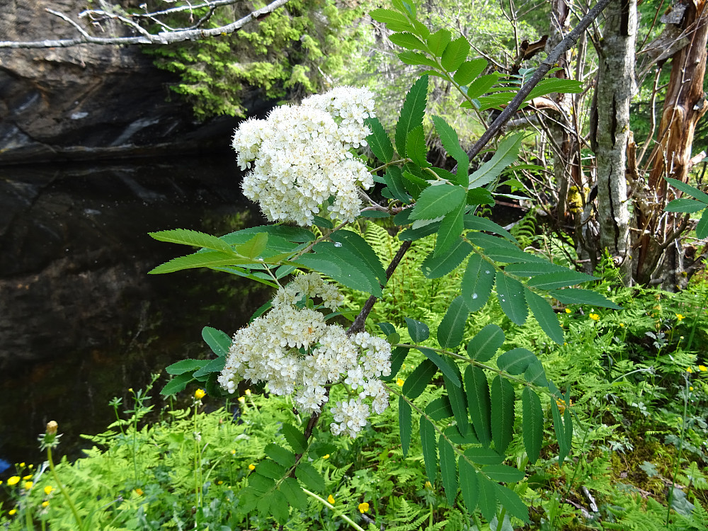 Rognetre i full blomst