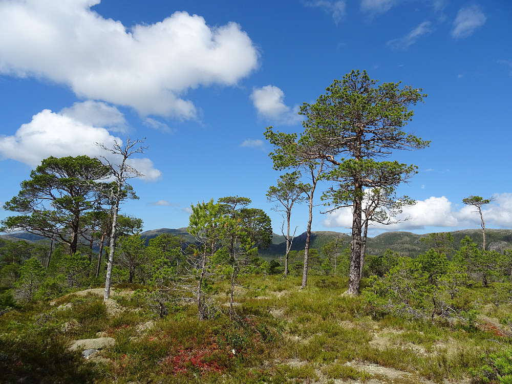 Høyeste punkt på Storøya