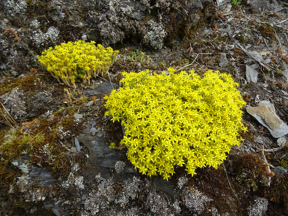 Bitterbergknapp