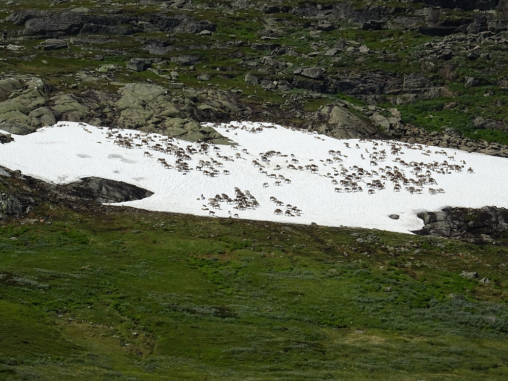 En mengde reinsdyr på Nursfjellet