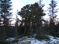 Toppen av Snustadhøgberget
