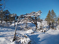 Vinteridyll på turen til Gullsiberget