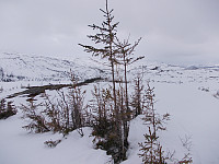 Små trær på toppen av Nonsfjellet