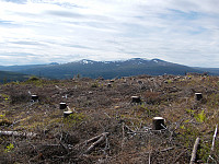 En del av skogstien var nedhogd. Fonnfjellet bak)