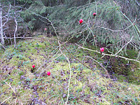 Ferske nyper på toppen av Kverkilberget i Desember