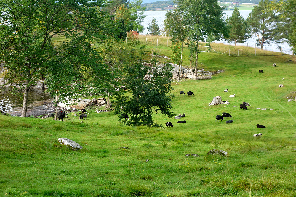 Mellom Bondevika og kirka