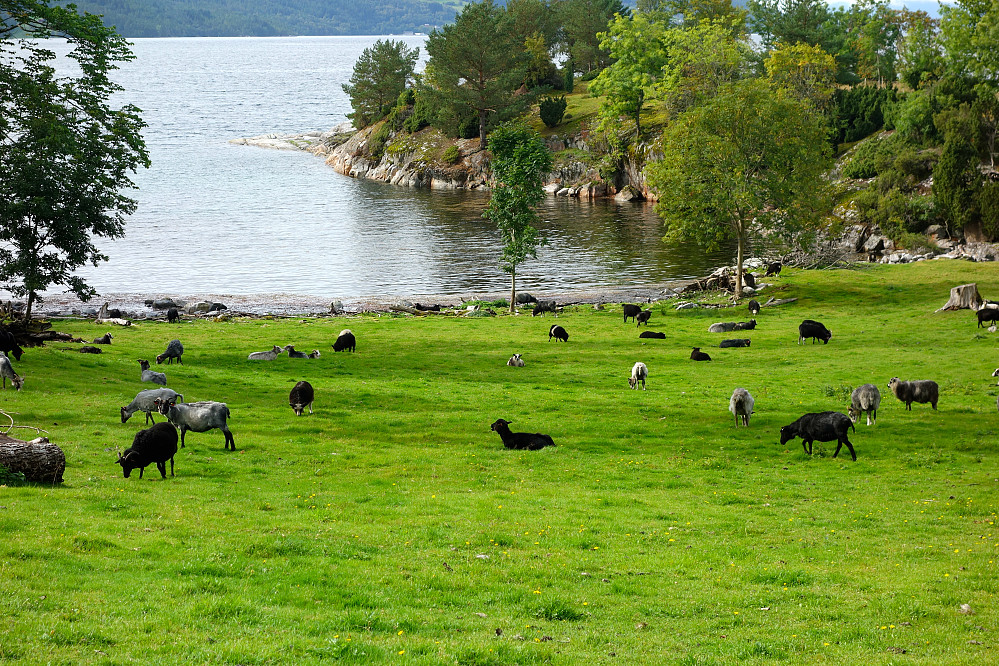 Mellom Bondevika og kirka
