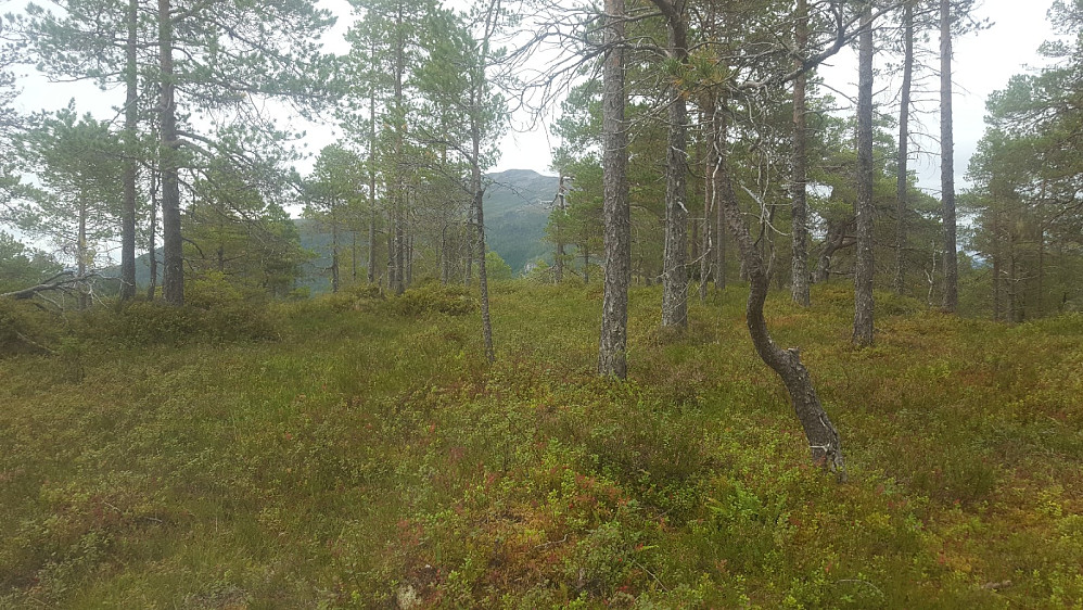 Bjørnalihaugen nord