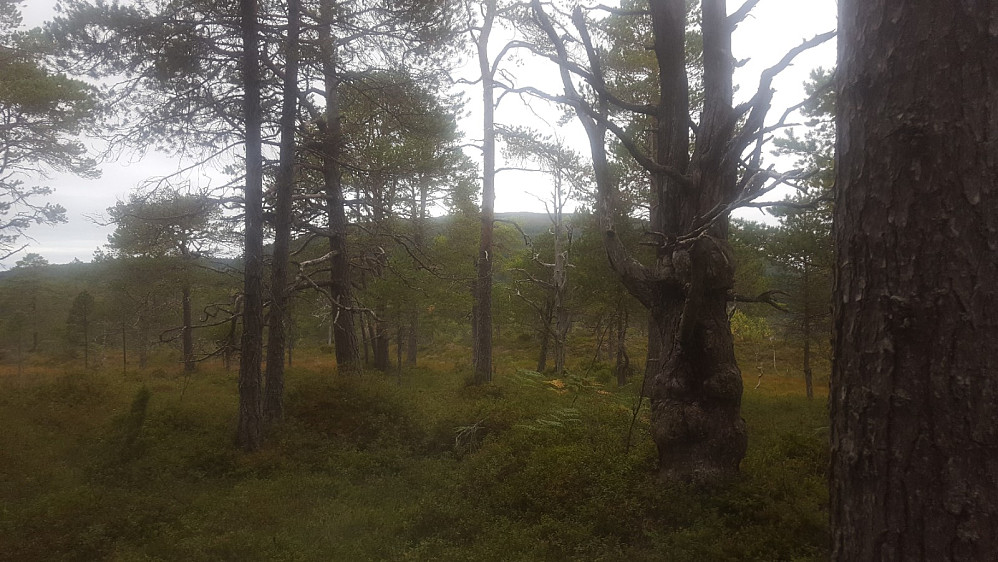 Heggenesfjellet