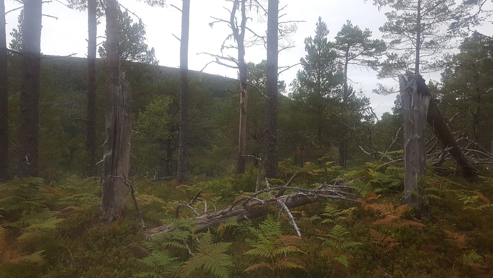 Siste topp uten navn