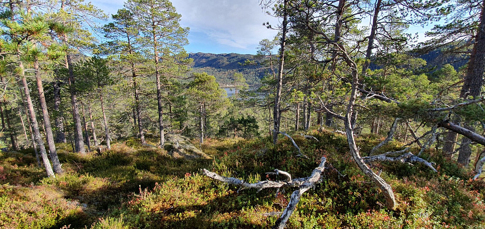 Storhaugen
