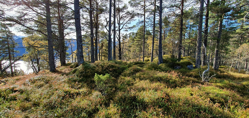 Koppargråhaugen