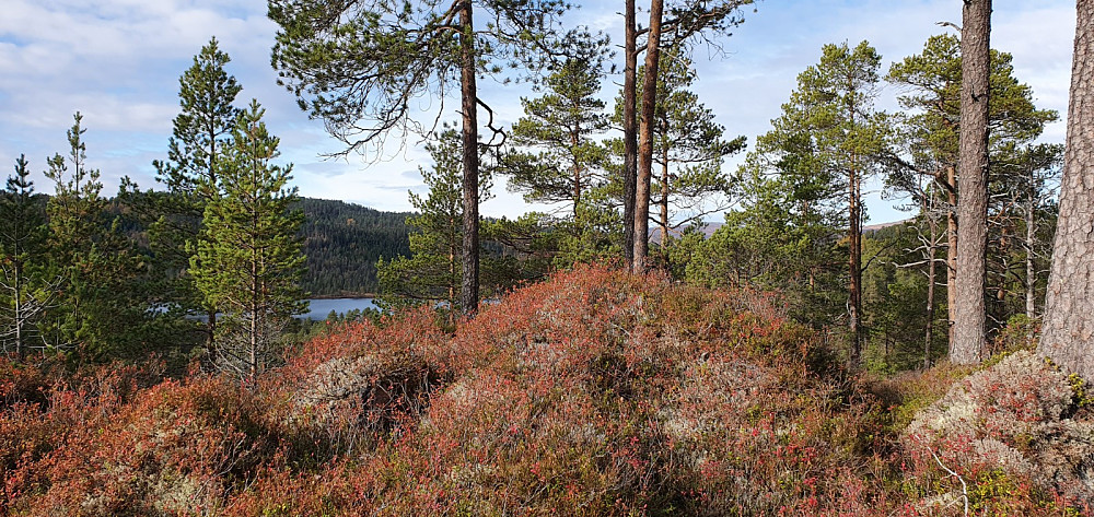 Tverrelvhaugen