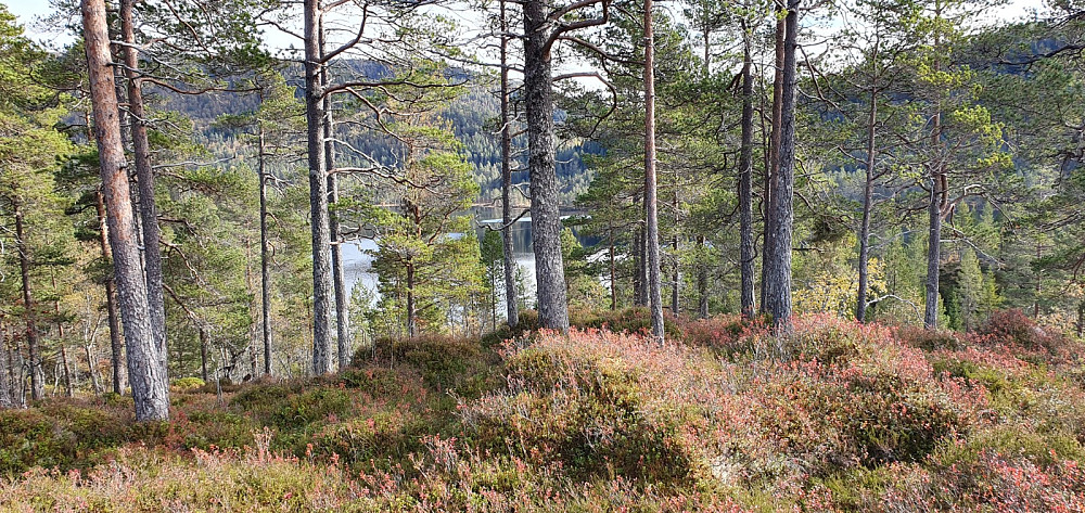 Tverrelvhaugen