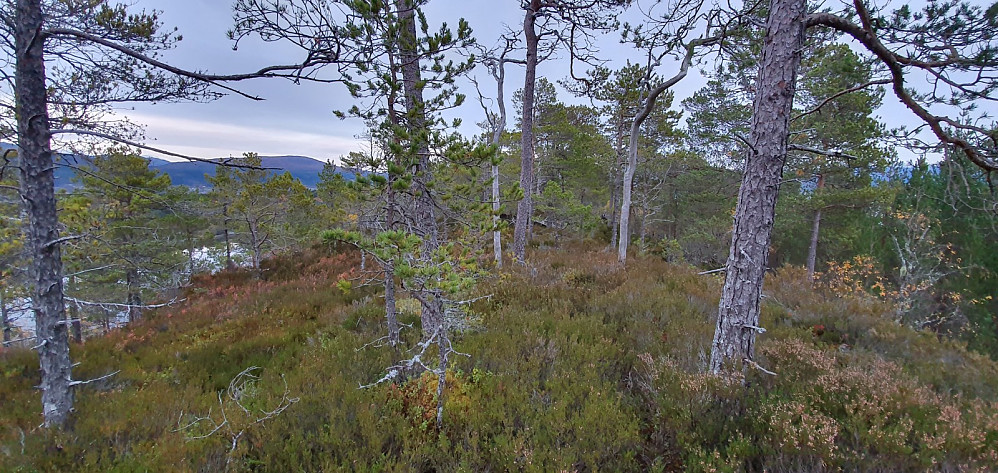 Fårøytoppen