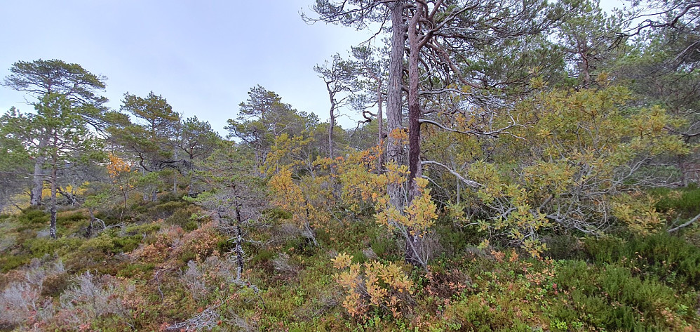 Fårøytangen