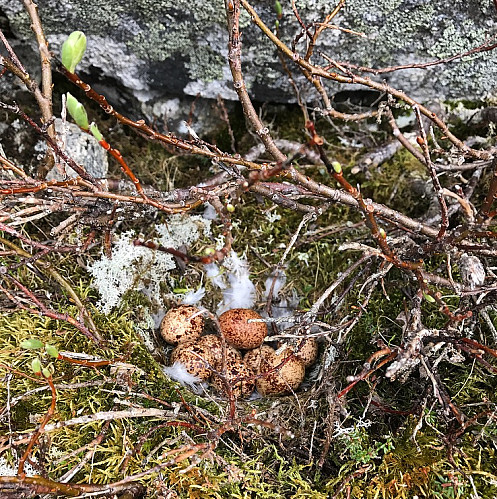 Rypeegg