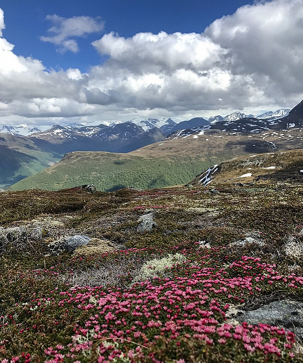 Mye Greplyng i fjellet