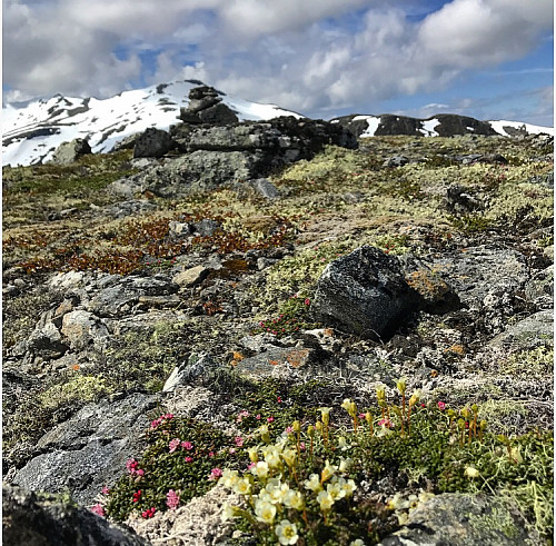 Fjellpryd