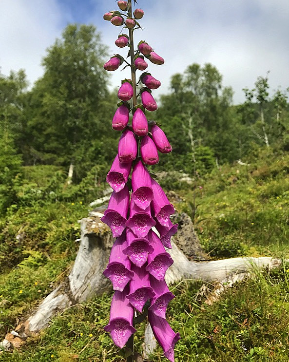 Revebjelle
