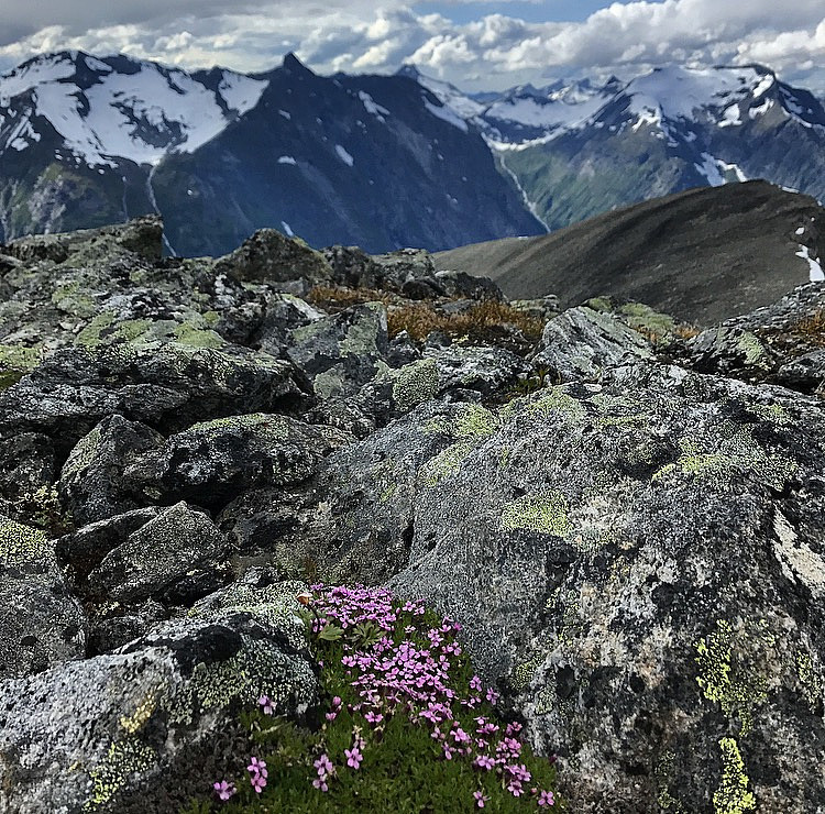 Hoemstind & Sjøvdøla.
Fjellsmelle