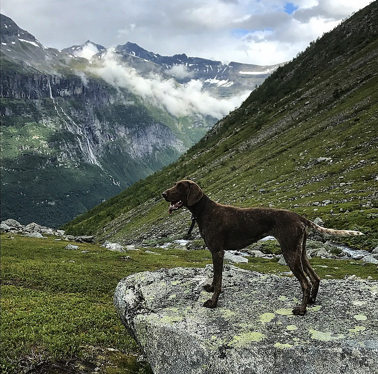 Hunden "Porche" venter på godbit :)