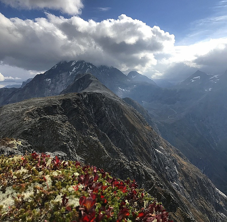 Blånebba. Vengetind under skyene