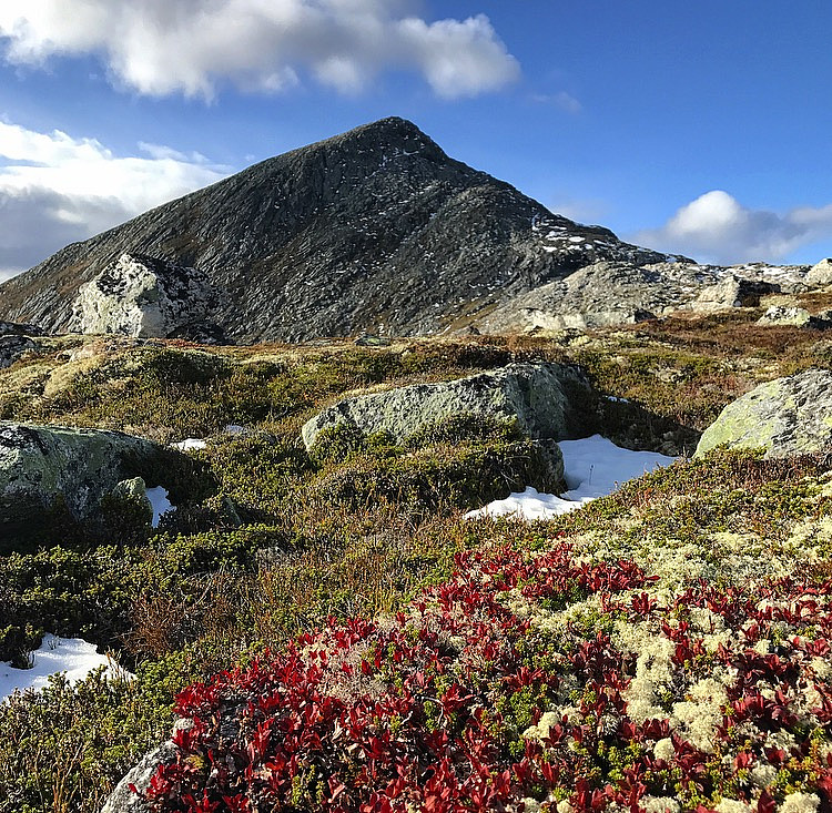 Flånebba