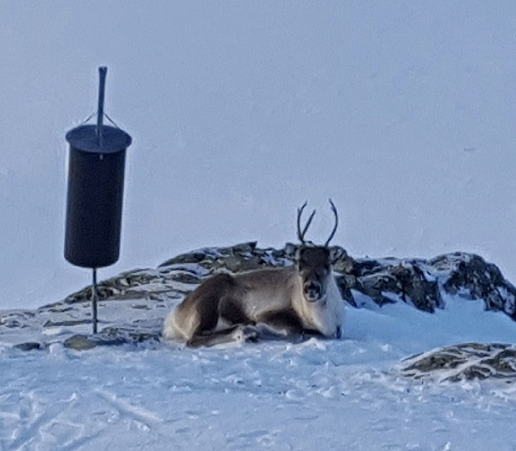 Reinsdyret Rudolf....:)