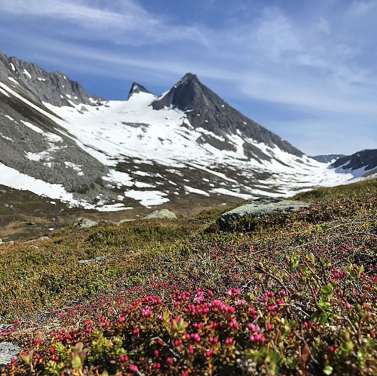 Litlskjorta