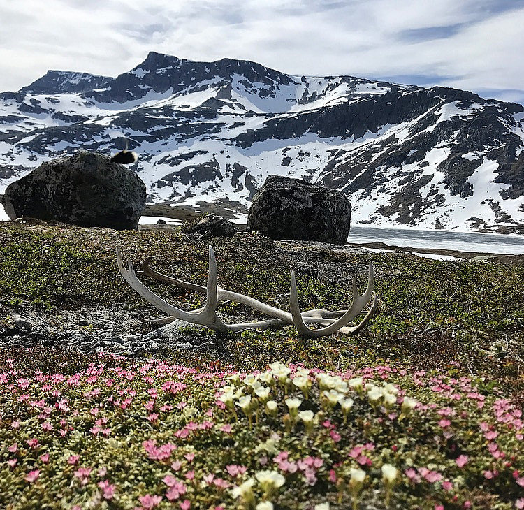 Blomstrer fint i fjellet nå :)