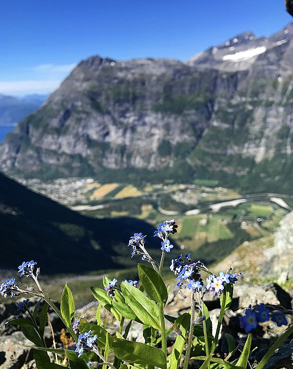 Forglemmegei...