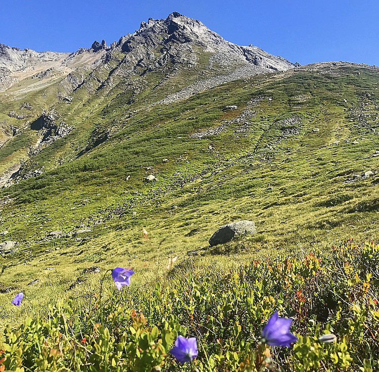 Geithornet