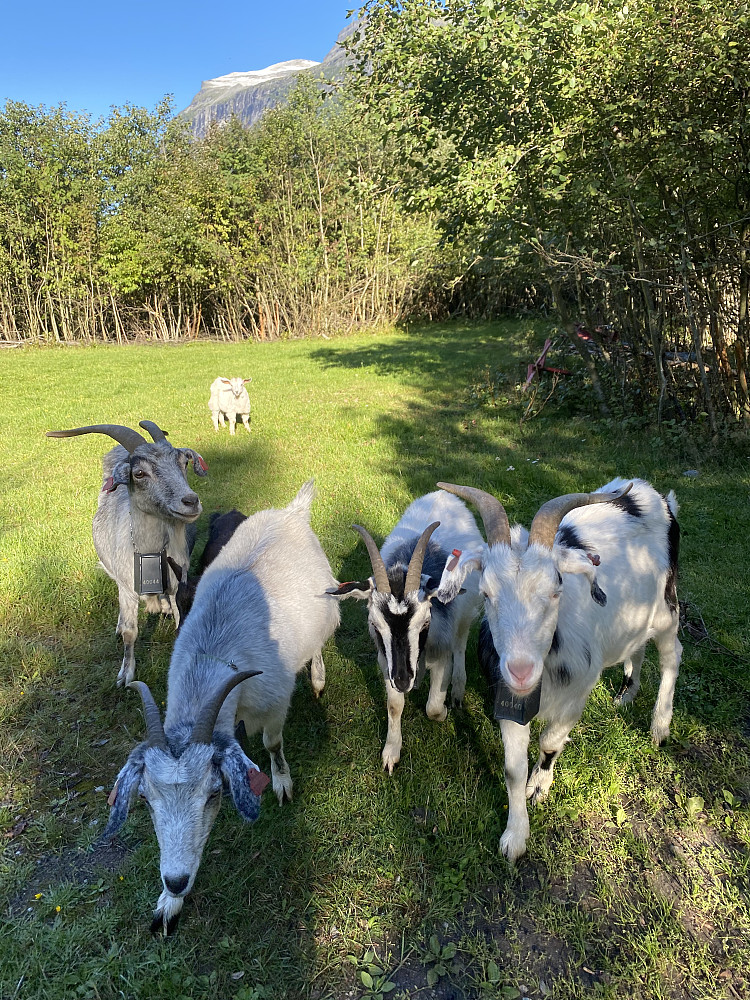 Fjellgeiter:))