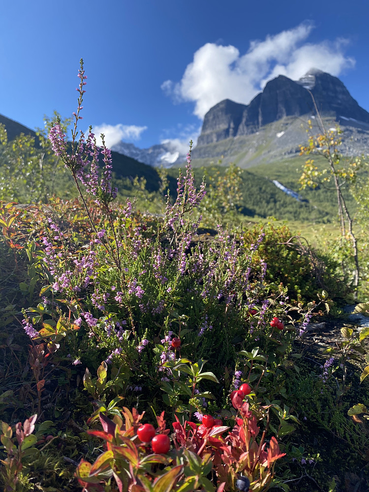 Skarfjellet