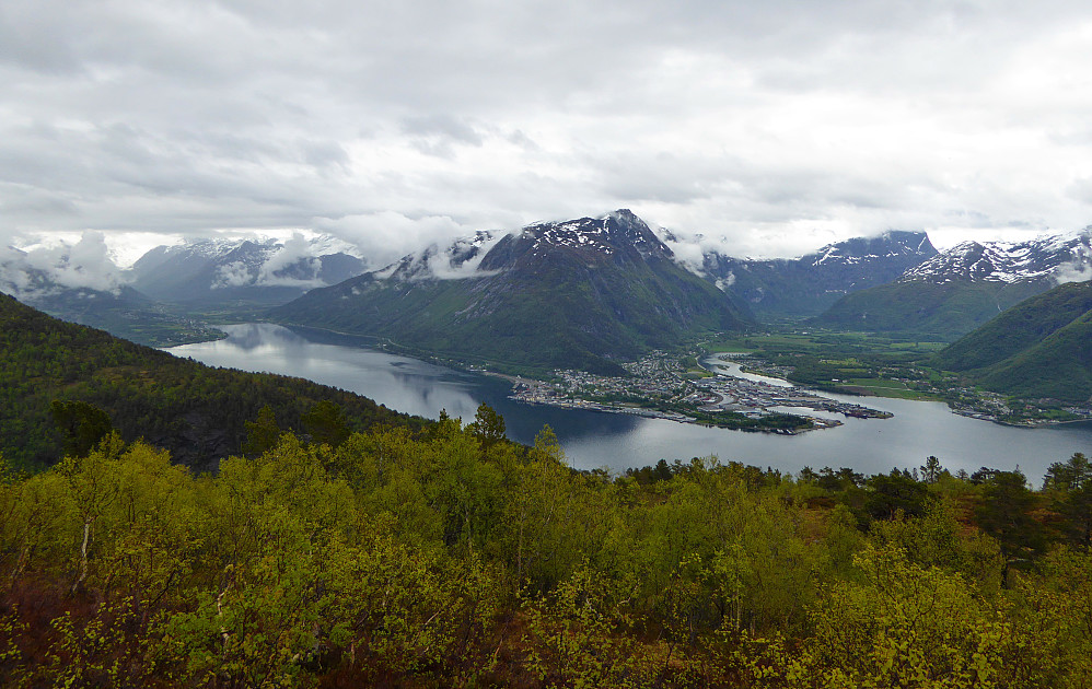 Skogstopp med fin utsikt.