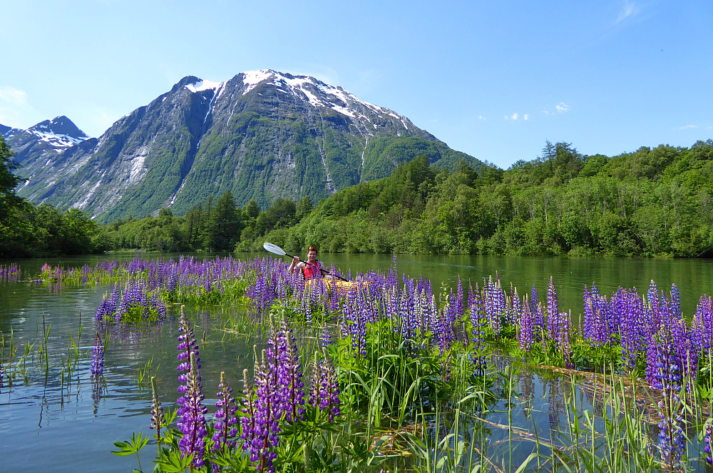 Harald midt i lupinjungelen. Setnesfjellet bak.
